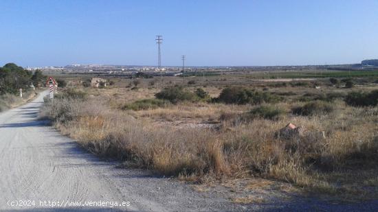 PARCELA DE 15.000 A 4 KMS DE ALICANTE - ALICANTE