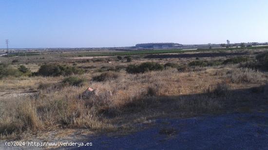 PARCELA DE 15.000 A 4 KMS DE ALICANTE - ALICANTE