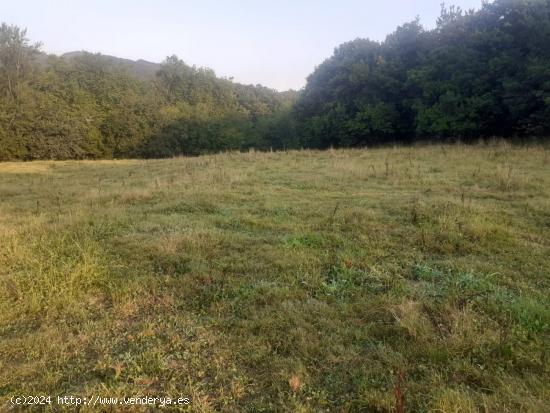 FINCA RUSTICA EN RAMALES DE LA VICTORIA (CANTABRIA) - CANTABRIA