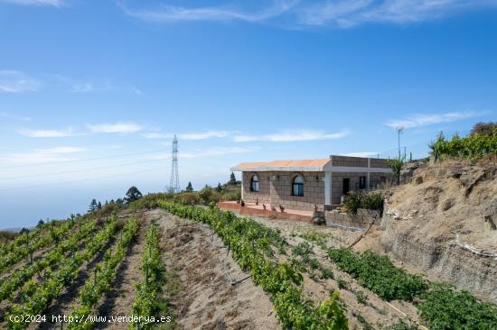 Finca de viñas en Fasnia - SANTA CRUZ DE TENERIFE