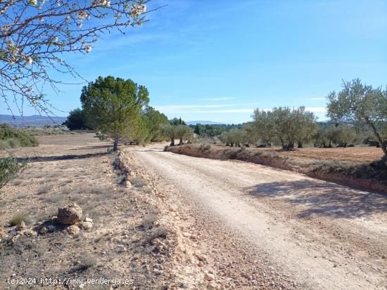 Parcela rústica ideal para construir tu vivienda en Las Fuentecicas - ALBACETE