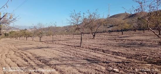 Terreno de regadío, La Escarihuela - MURCIA