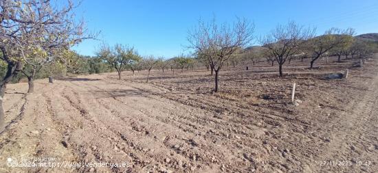 Terreno de regadío, La Escarihuela - MURCIA