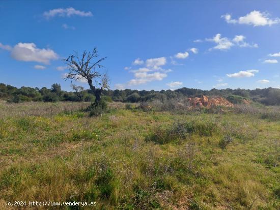 Se vende finca rústica de 15.000m2 con proyecto y licencia de obra en Algaida - BALEARES