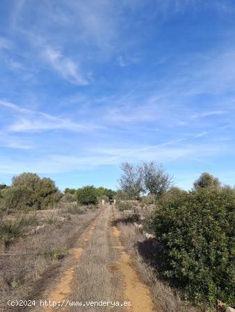 Terreno Urbanizable en Campos, Mallorca: ¡Construye tu Hogar de Ensueño! - BALEARES