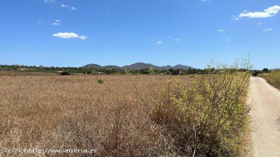  TERRENO RURAL EDIFICABLE - BALEARES 