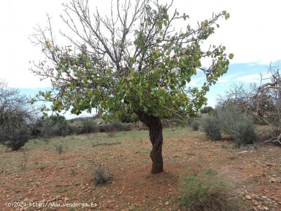 En Venta solar edificable - BALEARES