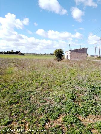 CP1203C Parcela Rural con facil acceso a Manacor - BALEARES