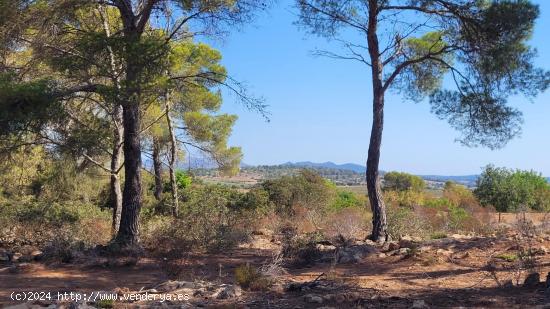 REF CP1208 Terrenos edificables en Manacor, conéctate con la naturaleza - BALEARES