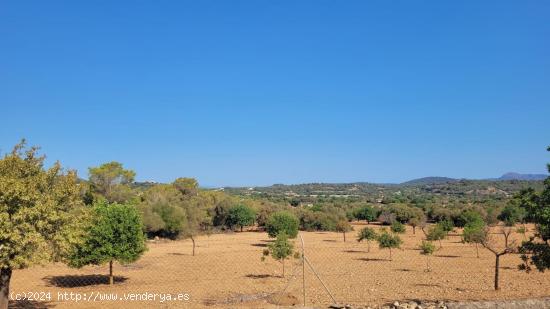 REF CP1208 Terrenos edificables en Manacor, conéctate con la naturaleza - BALEARES