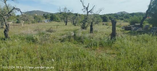 REF/CP1219  Terreno No Edificable en Sant Llorenç - BALEARES