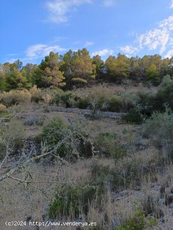 CP1236 TERRENO URBANIZABLE EN SON MACIA - BALEARES