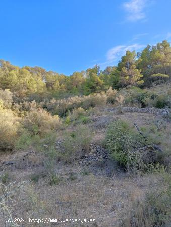 CP1236 TERRENO URBANIZABLE EN SON MACIA - BALEARES