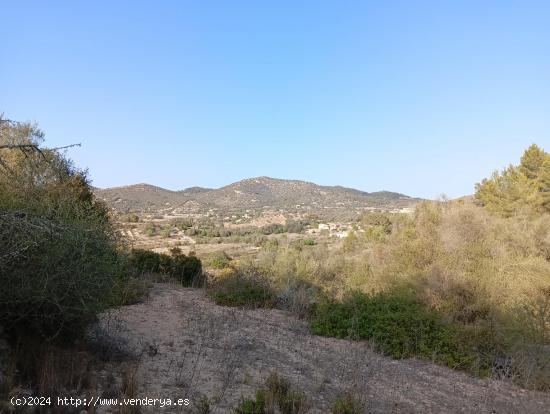 CP1236 TERRENO URBANIZABLE EN SON MACIA - BALEARES