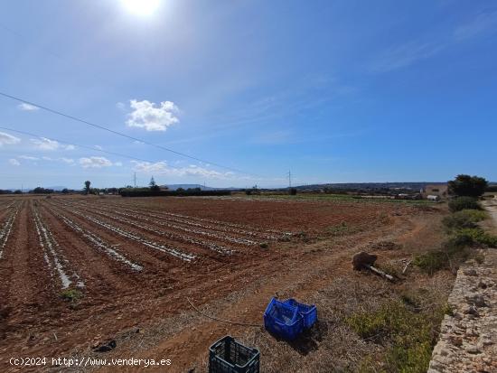 Finca Rustica con cedula de habitabilidad en tramite - BALEARES