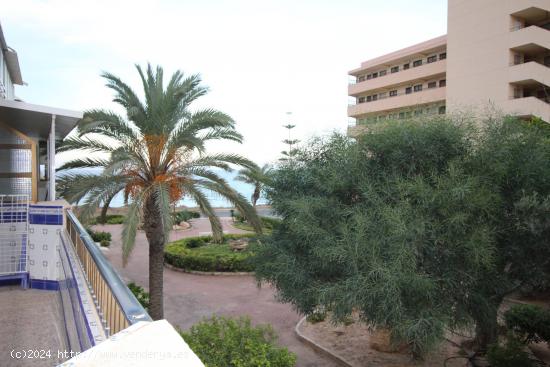 Se alquila apartamento en Torrevieja - ALICANTE