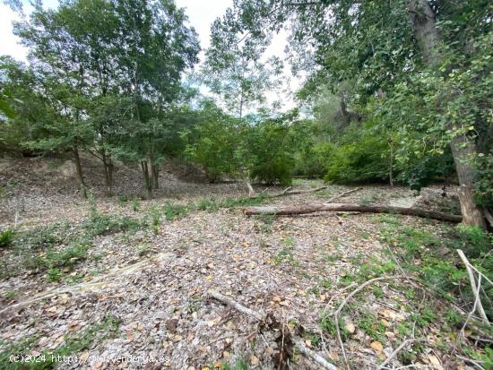 Parcela de secano con 40 olivos en producción y huerta con derecho a riego - VALENCIA