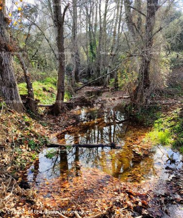 SE VENDE FINCA RÚSTICA EN VENTA EN JABUGO (HUELVA) ESPAÑA. - Jabugo