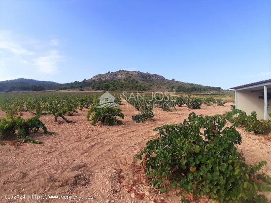 SE VENDE PARCELA EN PRODUCCION DE VIÑA MONASTRELL CON CASA, ALGUEÑA, ABANILLA, CASA VITIA - MURCIA