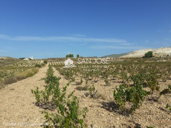 SE VENDE PARCELA EN PRODUCCION DE VIÑA MONASTRELL , ALGUEÑA - ALICANTE