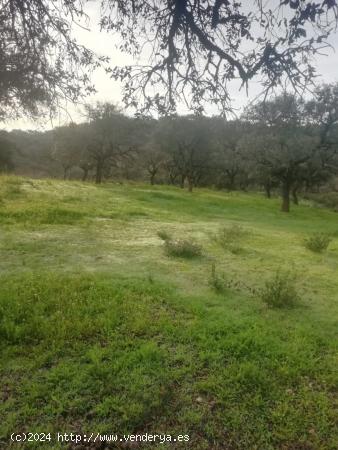 Finca con 20 Hectáreas a la venta en el mejor entorno rural de Sevilla - SEVILLA