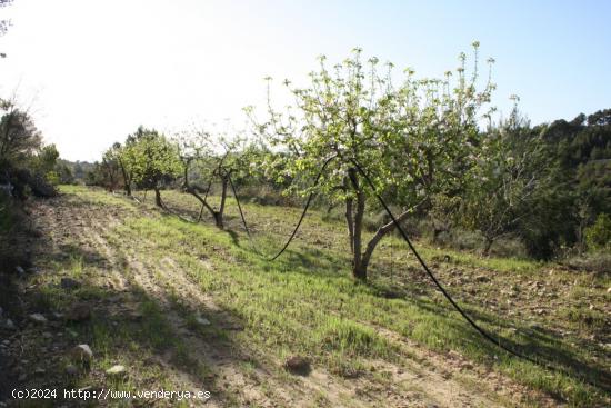 OCASION FINCA RUSTICA CON MASIA EN LA FATARELLA - TARRAGONA