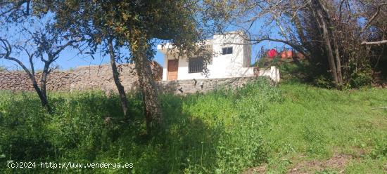 Terreno Rústico en Tacoronte: Viñedos, Frutales y Cuarto de Aperos en un Bonito Entorno Natural. -