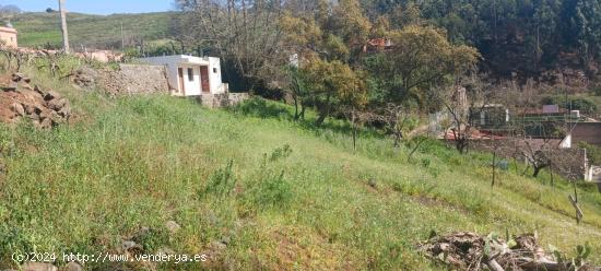 Terreno Rústico en Tacoronte: Viñedos, Frutales y Cuarto de Aperos en un Bonito Entorno Natural. -