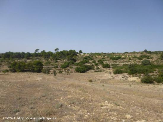 OCASION - TERRENO RUSTICO DE 11 HECTAREAS - ALBACETE