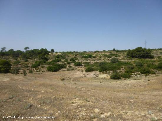 OCASION - TERRENO RUSTICO DE 11 HECTAREAS - ALBACETE