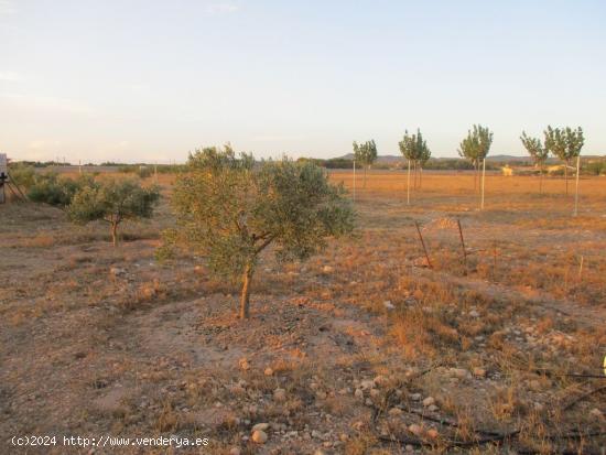 PARCELA MUY CERCA DEL CASCO URBANO - VALLADA Y POZO - ALBACETE