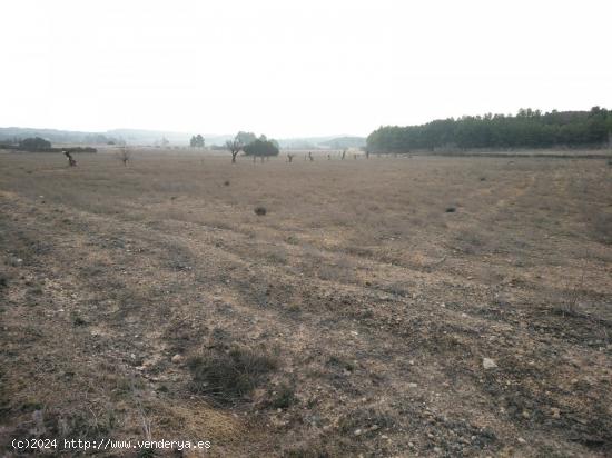 EXCELENTE PARCELA EN PARAJE DE LOS ESPETONES - ALBACETE