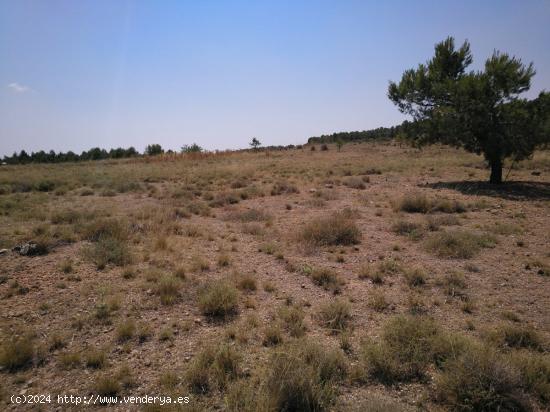  PARCELA CERCA DEL CASTO URBANO - ALBACETE 