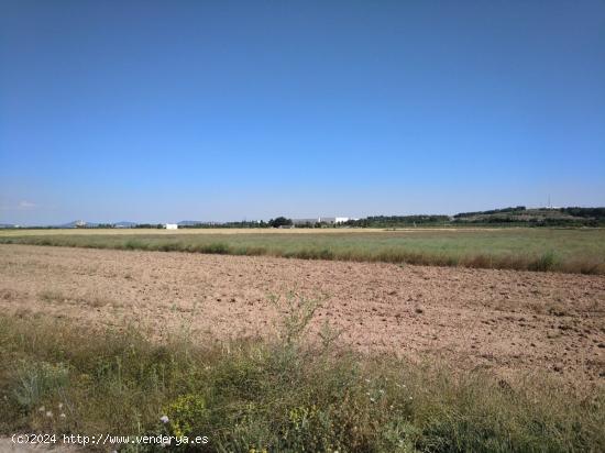 PARCELA DE 22.400 M2 EN PARAJE  EL RUBIAL  - ALBACETE