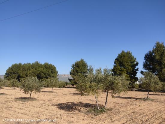 EXCELENTE PARCELA A 500 M2 DEL CASCO URBANO CON CAMINO ASFALTADO - ALBACETE