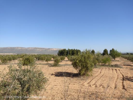 EXCELENTE PARCELA A 500 M2 DEL CASCO URBANO CON CAMINO ASFALTADO - ALBACETE