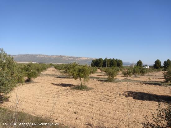 EXCELENTE PARCELA A 500 M2 DEL CASCO URBANO CON CAMINO ASFALTADO - ALBACETE