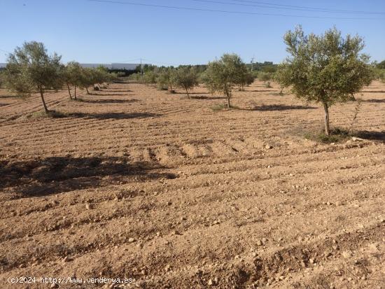 EXCELENTE PARCELA A 500 M2 DEL CASCO URBANO CON CAMINO ASFALTADO - ALBACETE