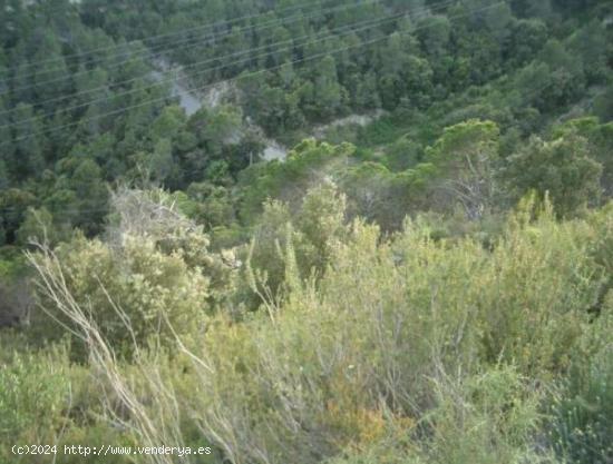  TERRENY EN VENDA AL CASTELL DE CABRERA - BARCELONA 