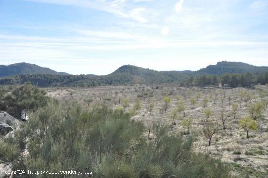 FINCA RUSTICA DE 30 HECTARIAS EN RELLEU - ALICANTE