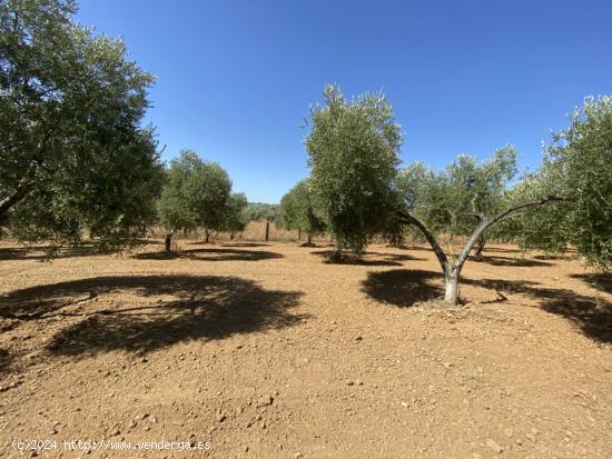 FINCA RÚSTICA DE OLIVOS EN GIBRALEÓN - HUELVA - HUELVA