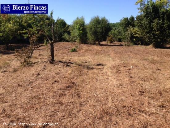 SE VENDE FINCA RUSTICA CON NAVE Y CUADRAS - LEON