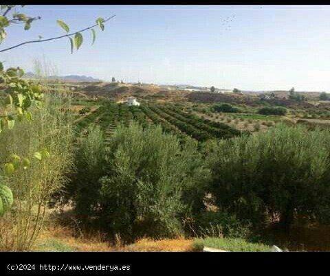 FINCA ECOLÓGICA CERTIFICADA EN CANTORIA . ALMERÍA. - ALMERIA