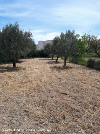 PARCELA EN TÍJOLA , ALMERÍA . - ALMERIA