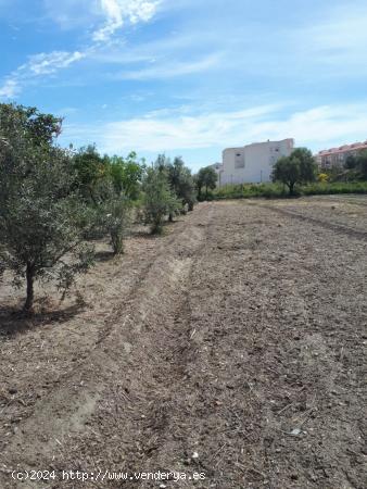 PARCELA EN TÍJOLA , ALMERÍA . - ALMERIA