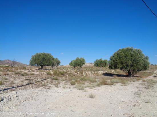 TERRENO EN EL FENAZAR - MURCIA