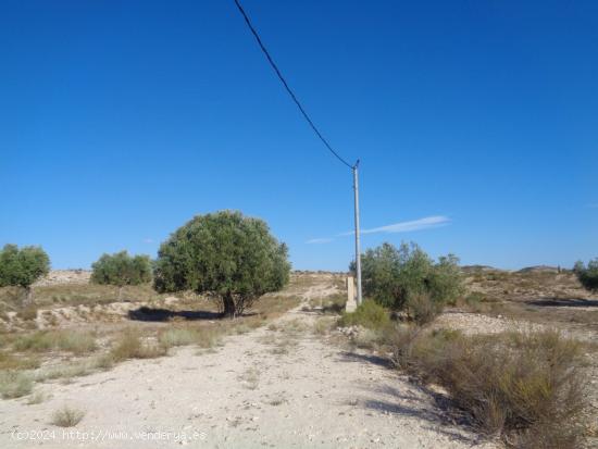 TERRENO EN EL FENAZAR - MURCIA