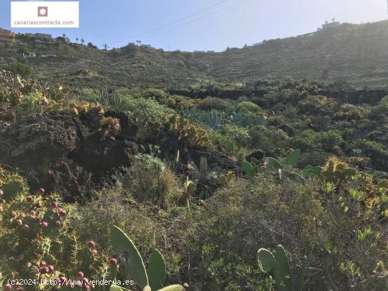 Terreno en El Pris- Tacoronte - SANTA CRUZ DE TENERIFE