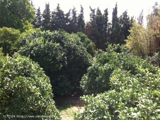 Se Vende en Vejer de la Frontera - CADIZ