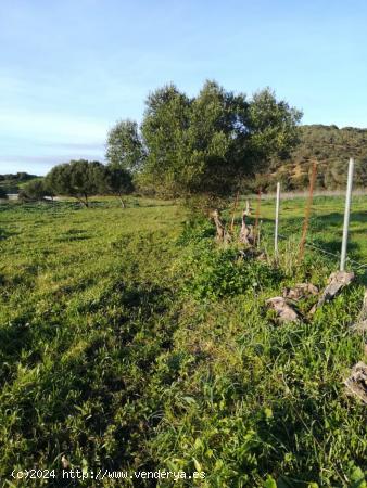 Parcela Rústica en Naveros a pie de carretera. - CADIZ